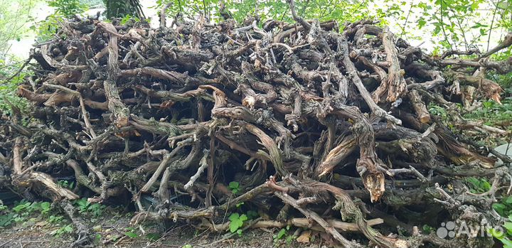 Лоза виноградная для террариума, дизайн. Опт