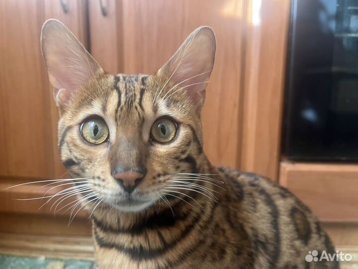 Бенгальский кот. 9 месяцев