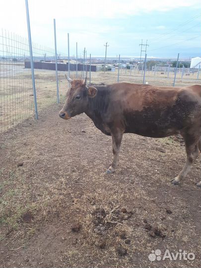 Прод. Коровы, телята подсосные.цена договорная