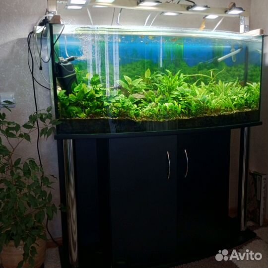 Аквариум с растениями и рыбами 260 литров