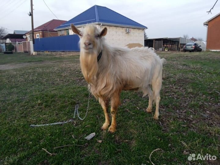 Продается козел-производитель