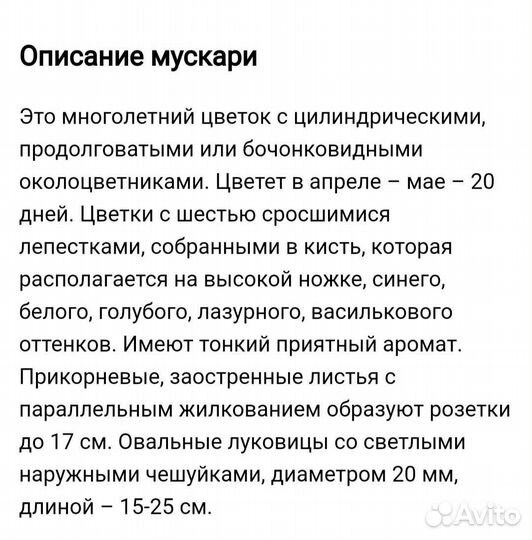 Мускари - весенние цветы, многолетние