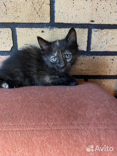 Отдаем котят