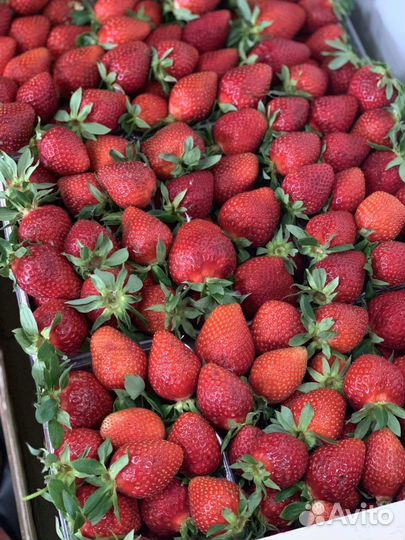 Клубника свежая турция