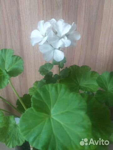 Герань пеларгония белая