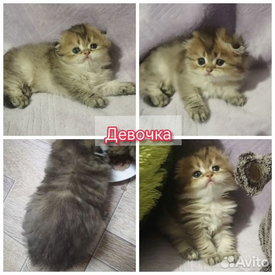 Шиншилята