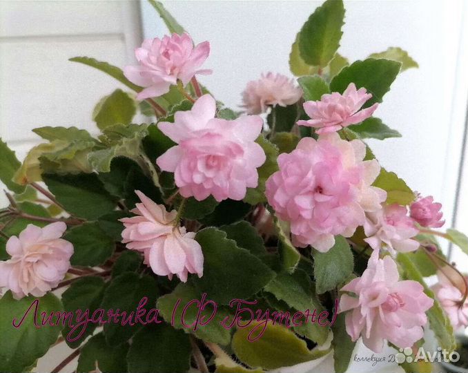 Излишки сортовых фиалок