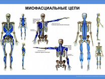 Остеопат / костоправ / Миопрессура