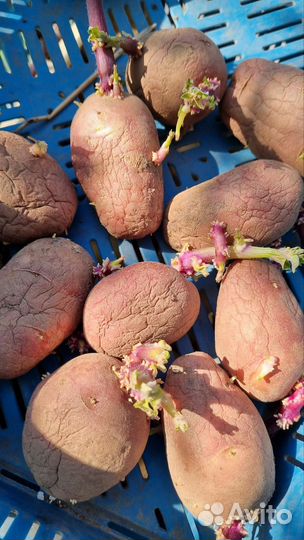 Семенной картофель