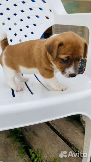 Щенки джек рассел терьер девочка