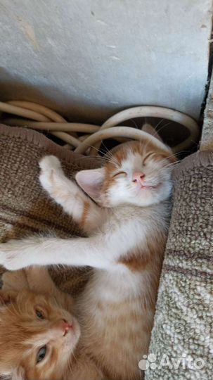 Кошка в дар бесплатно