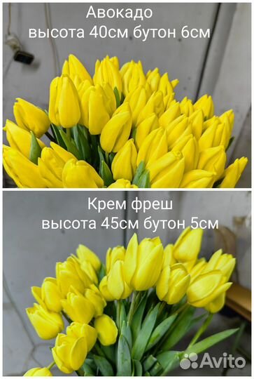 Луковицы тюльпанов