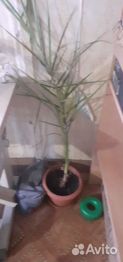 Комнатные растения цветы большие