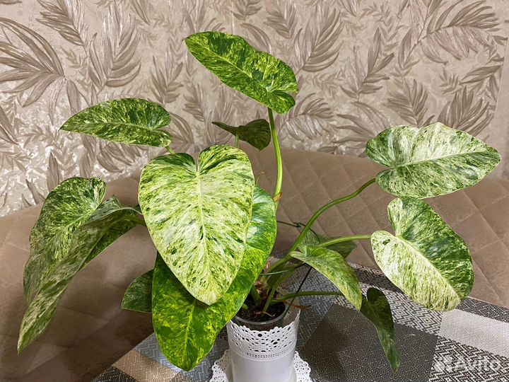 Филодендрон гигантум вариегатный