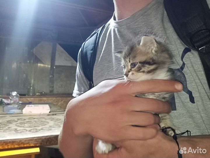 Котятки в добрые руки