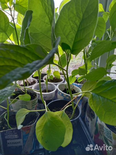 Рассада:томат,перец,огурцы