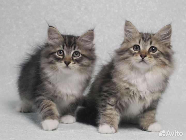 Кузьмич и Купидон с документами от Чемпиона Мира