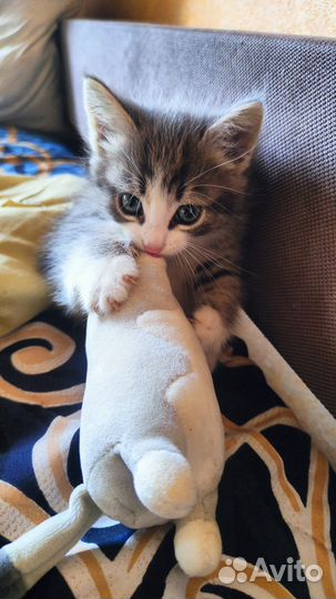 Котята бесплатно