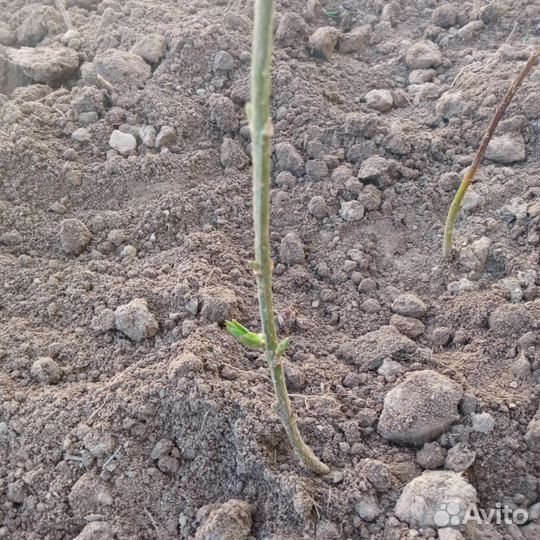 Рассада цветов