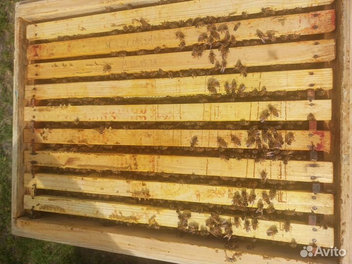 Пчелы,пчелосемьи,пчелопакеты