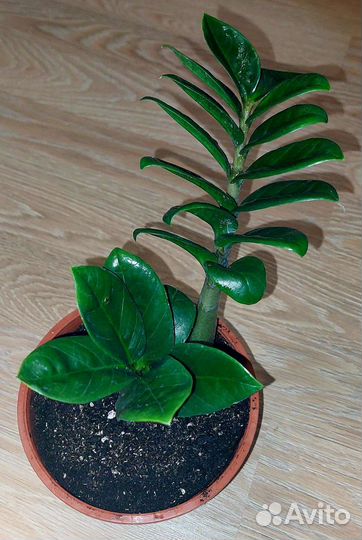 Замиокулькас Зензи и Зензи Жук