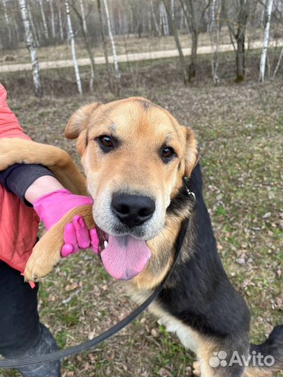 Валли. Классный пес еще ничей