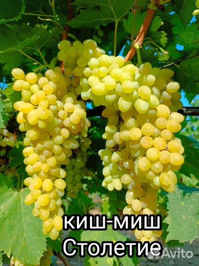 Аватар, Ламборджини, Хеллоуин оптом