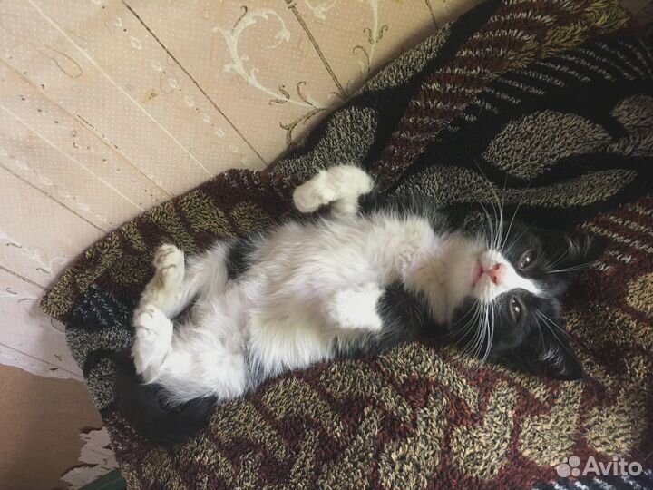 Котёнок бесплатно (мальчик)