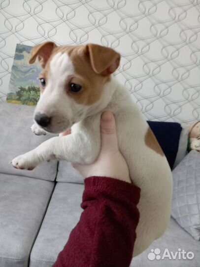 Джек Рассел