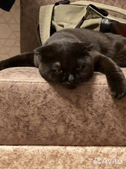 Случка кот британец