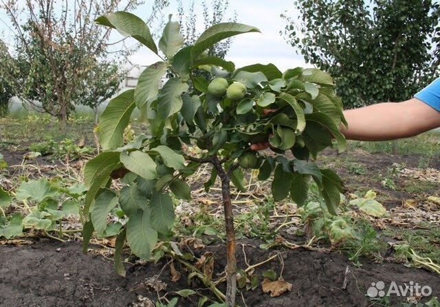 Грецкий орех Идеал(саженцы) и др.моростойкие сорта