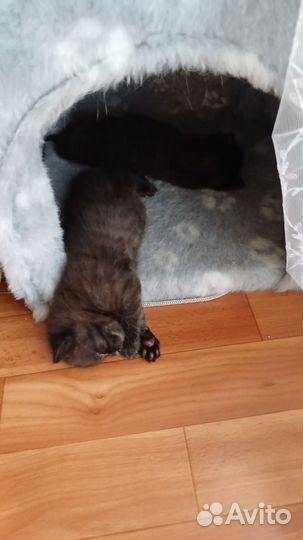 Кошки в добрые руки бесплатно