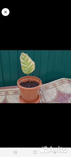 Комнатные цветы