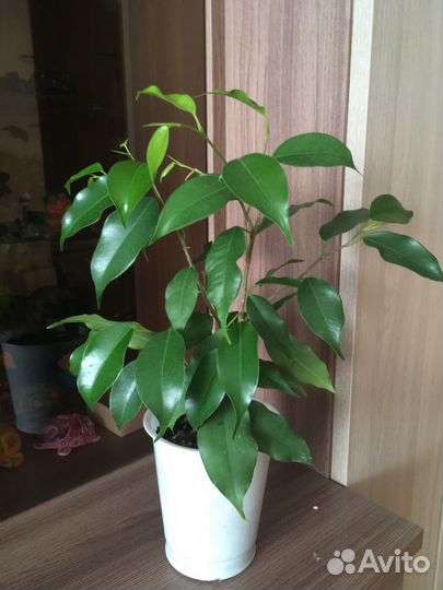 Фикус бенджамина Даниэль