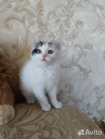 Отдам котёнка в добрые руки