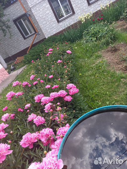 Цветы на срезку