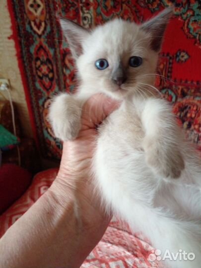 Котята