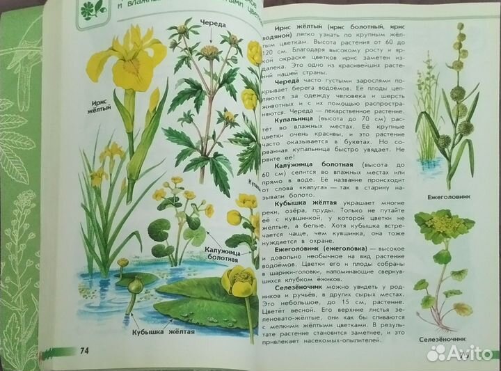 Атлас определитель от земли до неба