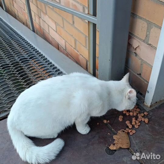 Кот в добрые руки
