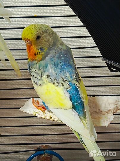 Волнистый попугай, Чехи (ввп ), получехи