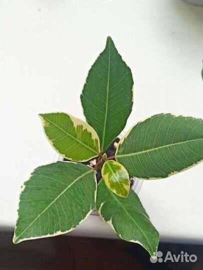 Фикус альбомаргината черенок