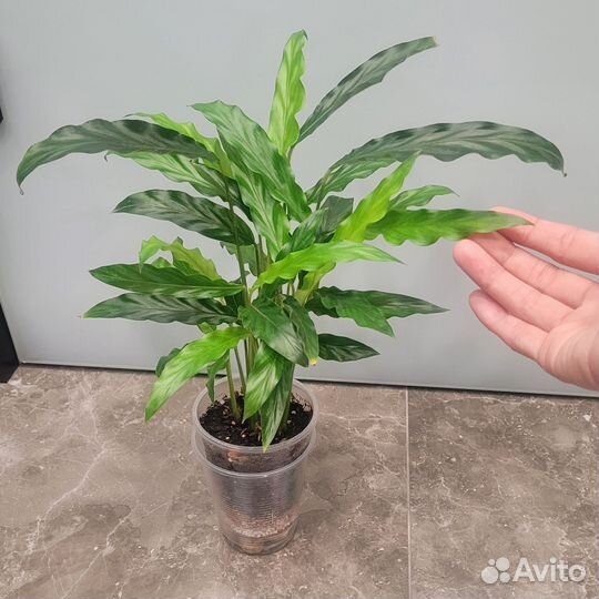 Калатея руфибарба 