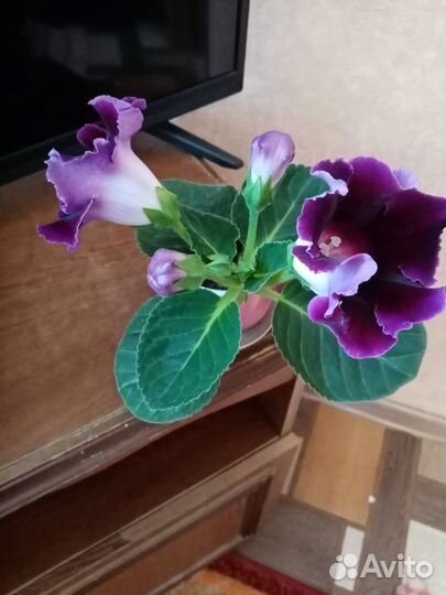 Комнатные растения