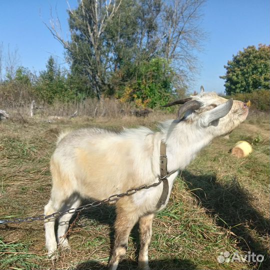 Продам козла