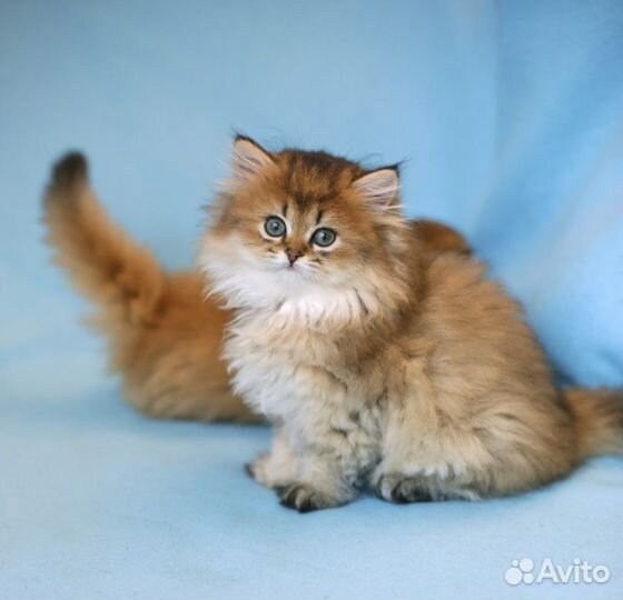 Британские длинношерстные котята