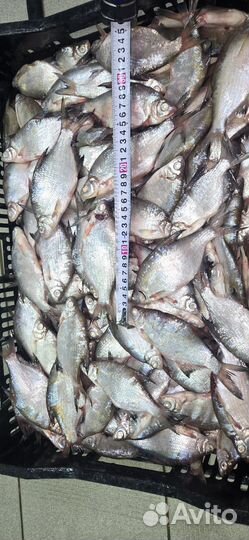 Азовская рыба свежемороженая опт