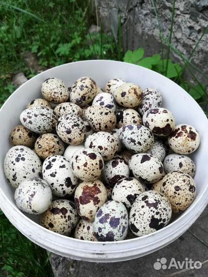 Перепелиные яйца