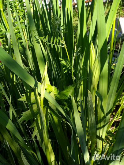 Ирис сибирский