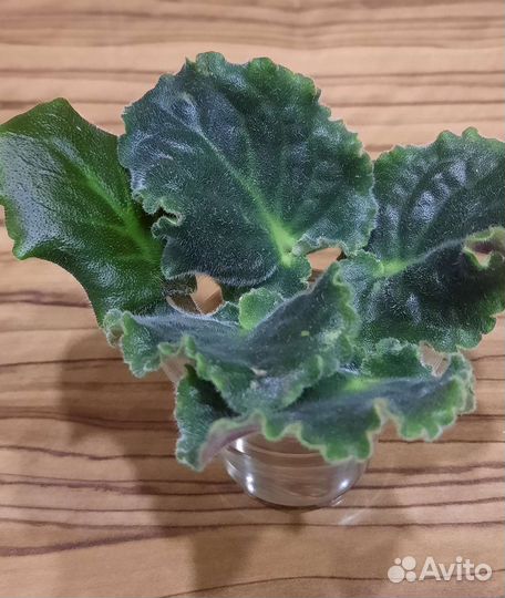 Укорененные листочки фиалки