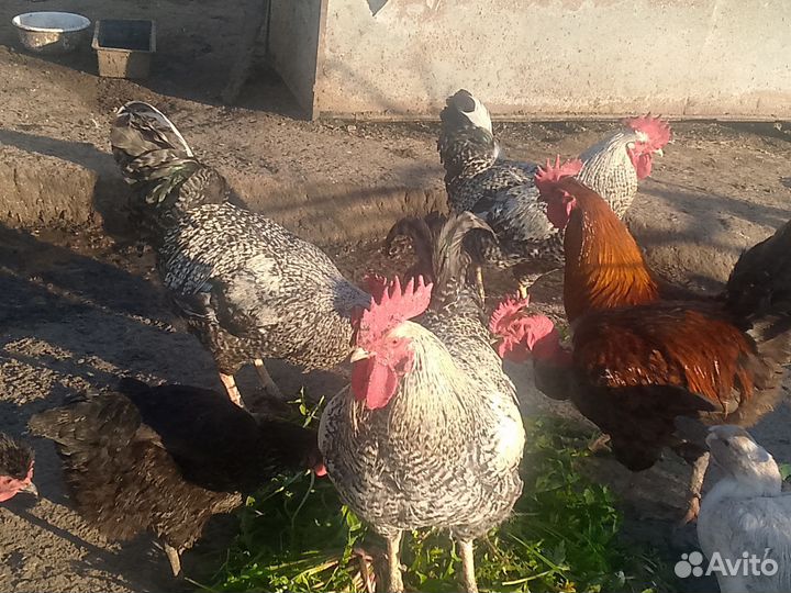 Куры петухи